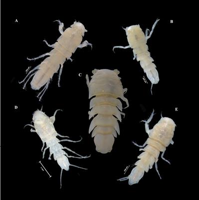 Shape matters: investigating the utility of geometric morphometric techniques in the deep-sea isopod family Macrostylidae (Isopoda: Asellota)